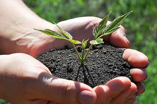 Organic Worm Castings – Earthworm Castings for Plants – Premium Worm Castings Fertilizer for Nutrient-Rich Soil and Healthy Growth (5 QUARTS)