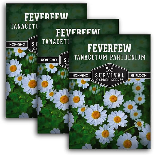 Feverfew Seeds for Planting - 3 Packets with Instructions to Plant and Grow Your Own Bachelor's Buttons in Your Home Vegetable or Herb Garden - Non-GMO Heirloom Variety - Survival Garden Seeds