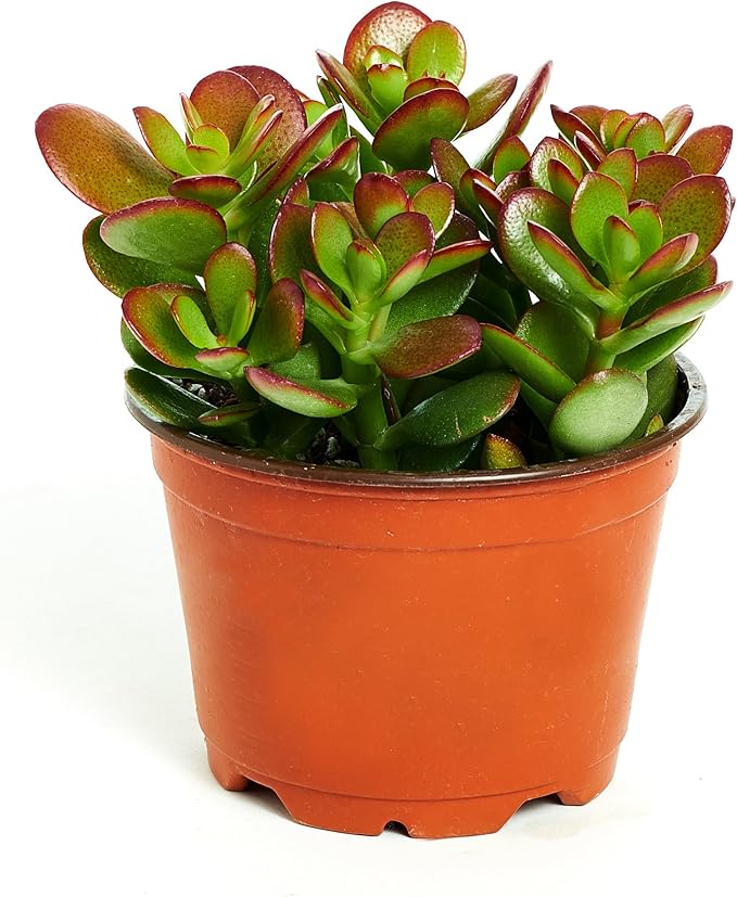 Shop Succulents | Crassula Ovata 'Jade Plant', Hand Selected for Health, Size & Readiness, 4" Pot
