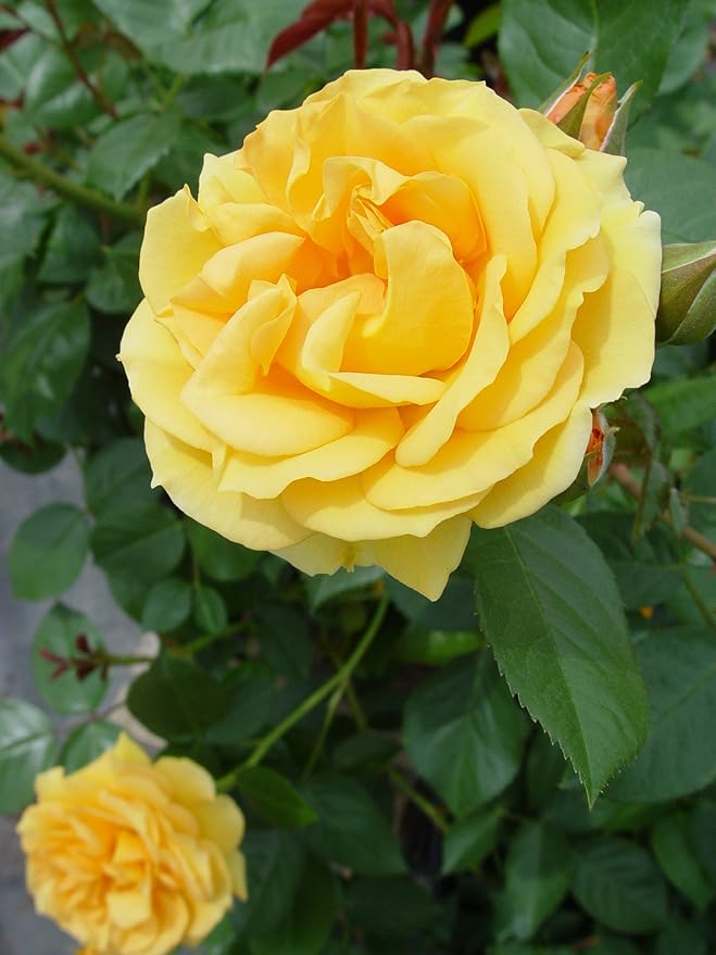 Rosa Julia Child (Floribunda Rose) Rose, yellow flowers, #3 - Size Container