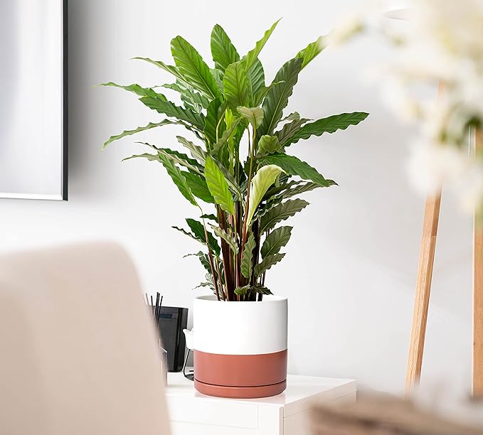 D'vine Dev Set of 2 Plants Pot, 8 Inch Ceramic Planter Pot for Plants with Drainage Hole and Saucer, White/Pottery Red Terracotta, 94-V-D-5