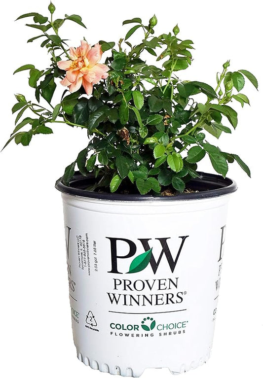 Proven Winners - ROSA `AT LAST` (Rose) Rose, orange flowers, #2 - Size Container