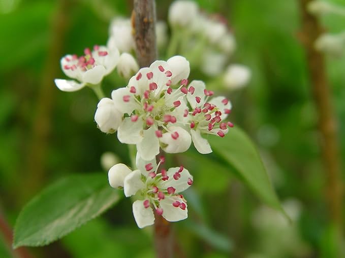 American Beauties Native Plants - Aronia arb. 'Brilliantissima' (Red Chokeberry) Shrub, white flowers, #2 - Size Container