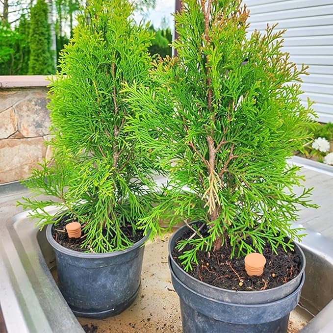 2pcs large Plant Watering Globes Ollas 10×5×5inch 61oz Terracotta Watering Pot Self Watering Planter Terra Cotta Clay Watering Spikes for Indoor Outdoor Plants Indoor Outdoor Large Reservoir Bulbs