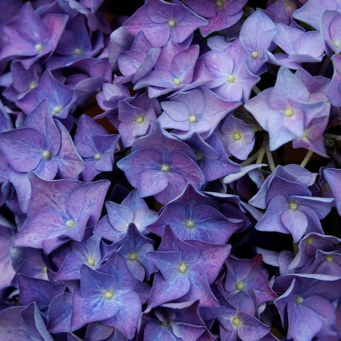 2 Gallon Proven Winners Hydrangea Let’s Dance Rhythmic Blue Shrub