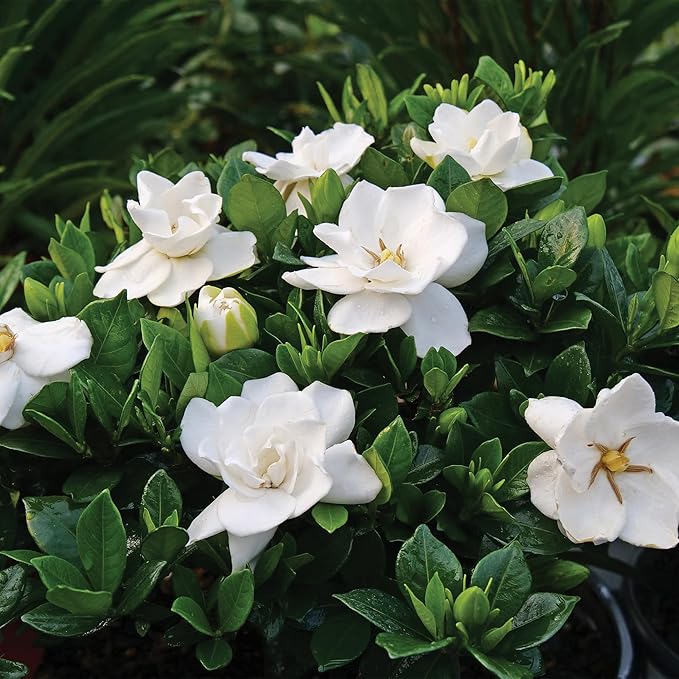 Shrub Frostproof Gardenia 2.5 Qt, White Blooms
