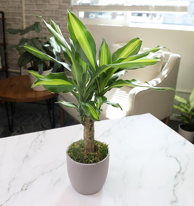 'Sunrise' Corn Plant Dracaena Plant Live Plant Decor, Office Desk Plant, Live Indoor House Plants, Decorative Plants, House Plants Indoors Live Plants Indoor Plants Live Houseplants by Plants for Pets