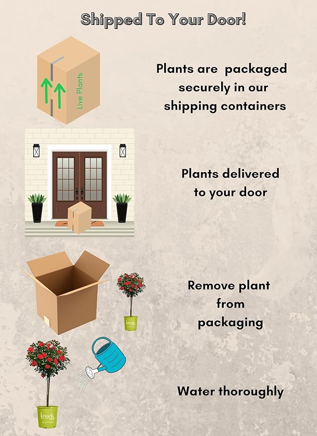 3g Knock Out Double Red Tree Rose