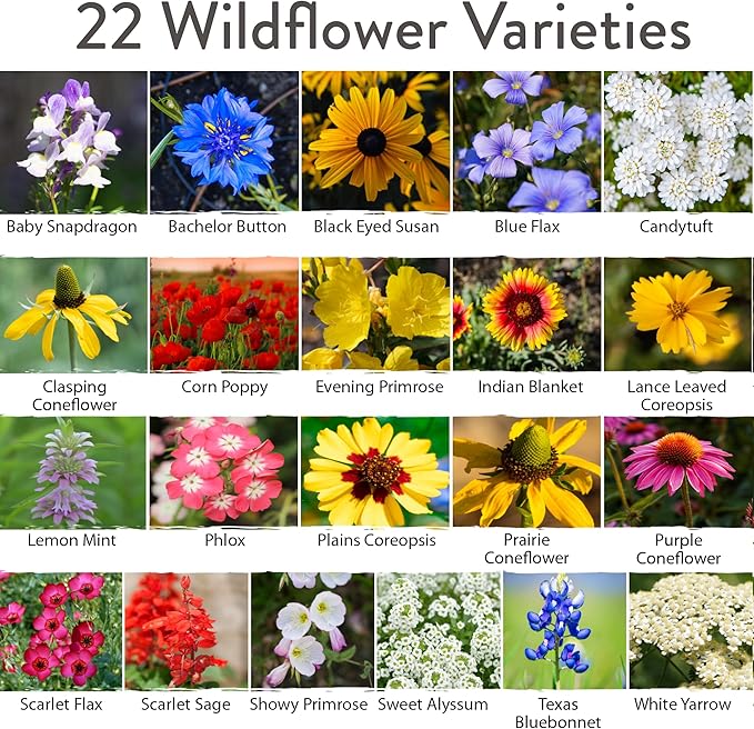 HOME GROWN 58,000+ Wildflower Seeds - Premium Texas Flower Seeds (2oz) Perennial Garden Seeds for Birds & Butterflies - Wild Flowers Bulk Seeds Perennial: 22 Varieties Flower Seed for Planting