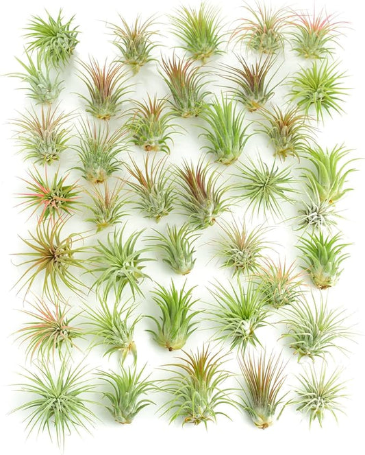 Shop Succulents Ionantha Tillandsia Air Plants, Assorted Mini Live Indoor Plants for Home Decor & Gifts, Low Maintenance, Natural Air Purifier, Hanging Plants, Favors, Terrarium Plants, Pack of 30