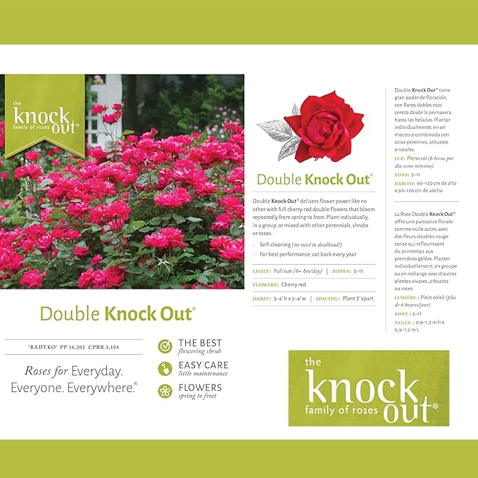 Knockout ' Double Rose, 1 Gallon, Cherry Red