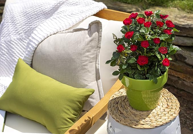 Green Promise Farms Rosa Petite Knock Out (Reblooming) Rose, 2-Size Container, deep red Flowers