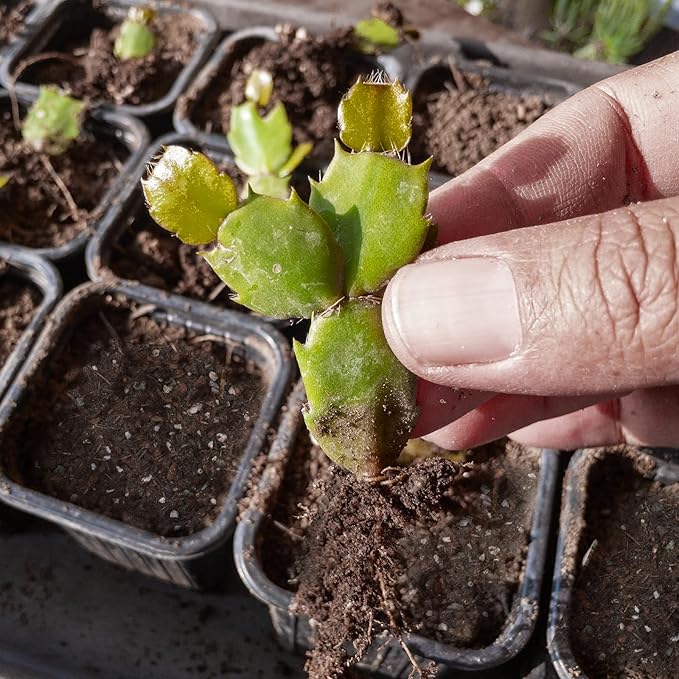 Christmas Cactus Potting Soil Mix 2qt, Ideal for Succulents, Christmas Cacti, and Other Indoor Potted Plantings