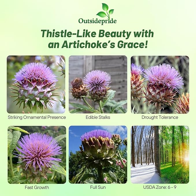 Outsidepride 200 Seeds Perennial Cynara Cardunculus Cardoon Artichoke Thistle Herb Seeds for Planting