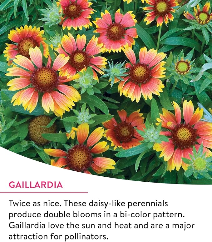 Burpee Wildflower Mix Monarch Sanctuary Seeds | 25,000 Non-GMO Seeds, 3 Types of Butterfly Weed Plus Cornflower, Lupine, Echinacea, and More | Pollinator Garden Attracts Monarch Butterflies