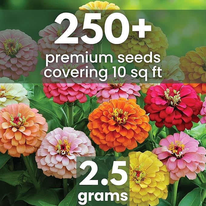 Zinnia California Giants - Large 2,500mg Envelope - 250 Flower Seeds for Planting - Zinnia elegans
