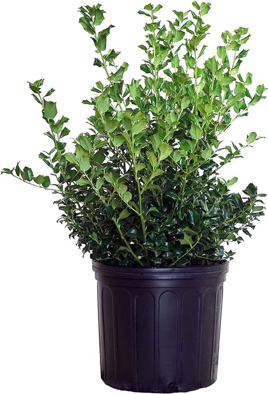 Ilex X meserveae 'China Girl' (Holly) Evergreen, 3 - Size Container