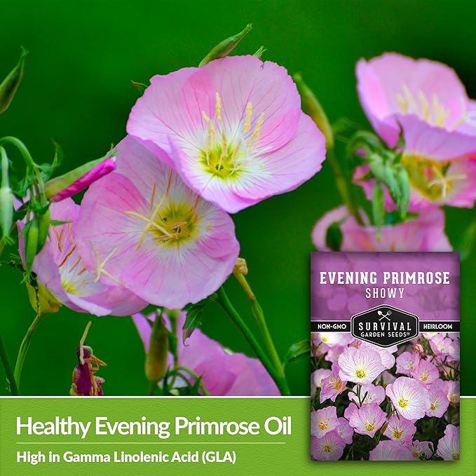 Showy Evening Primrose Seed for Planting - 3 Packets with Instructions to Plant and Grow Pinkladies in Your Home Flower Garden - Non-GMO Heirloom Variety - Survival Garden Seeds - Mexican Primrose