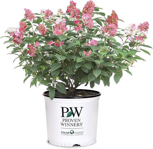 2 Gal Proven Winners Little Quick Fire Hydrangea, Rich Pink and Creamy White