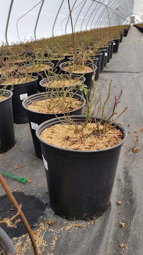 Green Promise Farms Rosa Carpet (Ground Cover) Rose, 2 Size Container, pink flower