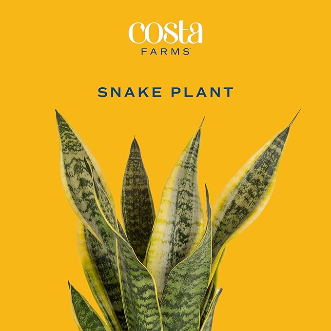 Costa Farms Live Indoor Snake Plant, Easy to Grow Mother in Laws Tongue, Sansevieria Houseplant, in Flower Pot Planter for Room and Home Décor, Housewarming, 8-Inches Tall