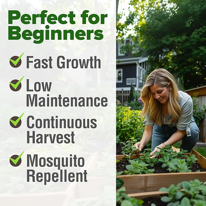 HOME GROWN Lemon Balm Seeds Pack - 806 Non-GMO Heirloom Herbal Tea Seeds - Bulk Lemon Balm Seeds for Planting Herbal Tea Gardens Indoors or Outdoors - USA Sourced Herb Seeds (Melissa officinalis)