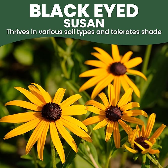 Black Eyed Susan - Bulk 1/4 Pound Pouch - 400,000 Flower Seeds for Planting - Rudbeckia hirta