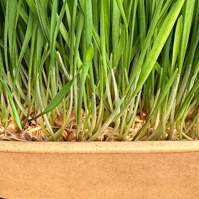 Organic Wheatgrass Premium Grow Kit 4 Pack | Whetagrass Juice | Catgrass | Non GMO Mixed Seeds | Wheatgrass Shot