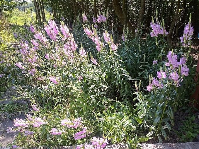 100+ Tall Obedient Plant Flower Seeds Native Wildflower Container Easy