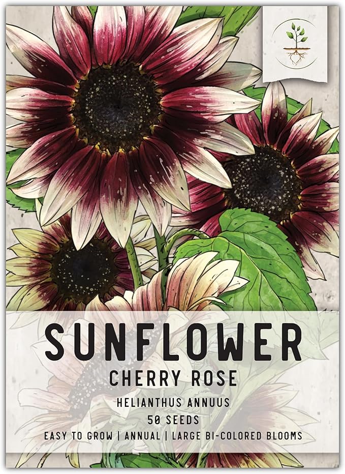 Seed Needs, Cherry Rose Sunflower Seeds - 50 Hybrid Seeds for Planting Helianthus annuus - Bi-Color Blooms for an Outdoor Butterfly Garden, Great Cut Flowers (1 Pack)