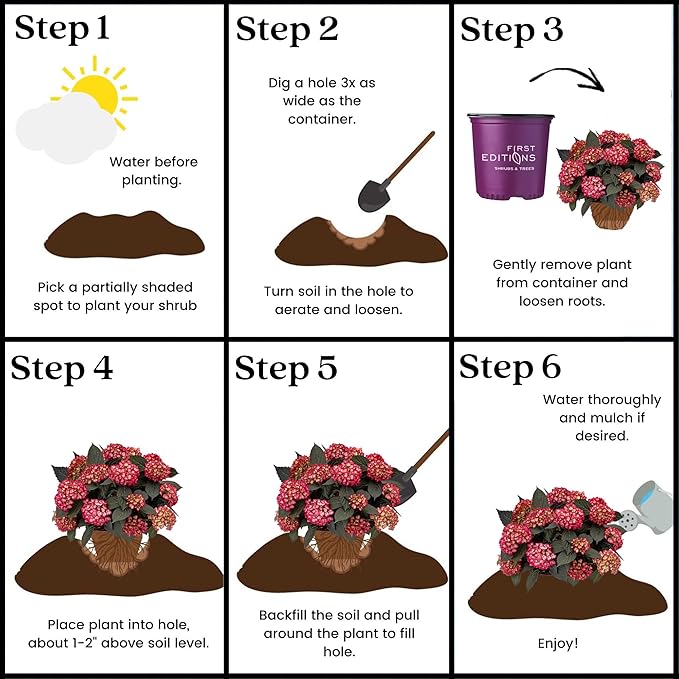 2 Gallon FIRST EDITIONS Eclipse Hydrangea Shrub