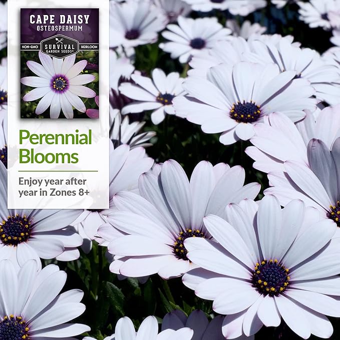 5 Packs Cape Daisy Seed for Planting - Packet with Instructions to Grow Beautiful White & Purple Osteospermum in Your Home Flower Garden - Non-GMO Heirloom Variety - Survival Garden Seeds