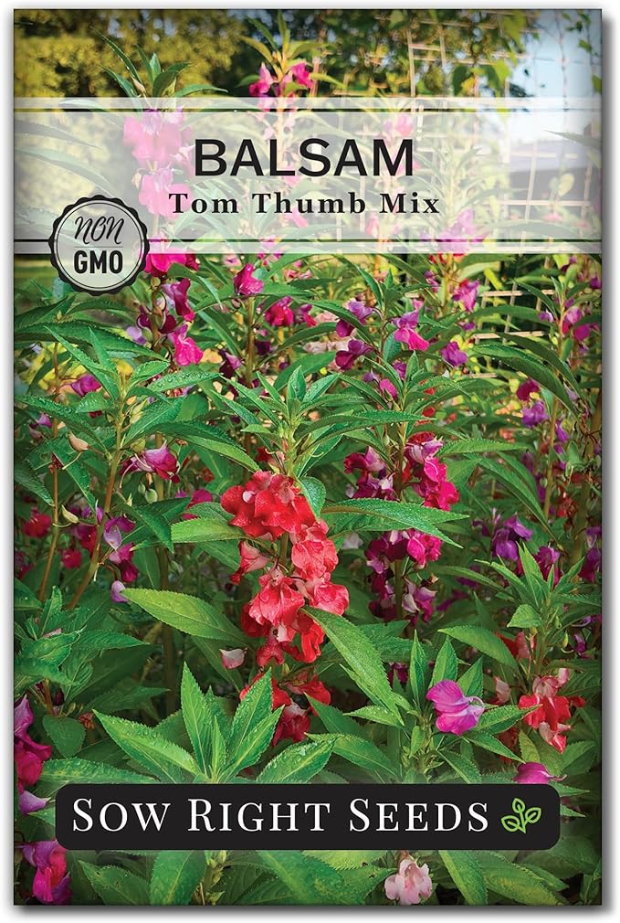 Sow Right Seeds - Balsam Tom Thumb Mix Flower Seeds for Planting - Indoors or Outdoors - Non-GMO Heirloom Packet with Instructions to Plant in Your Garden - Impatiens - Colorful Blooms (1)