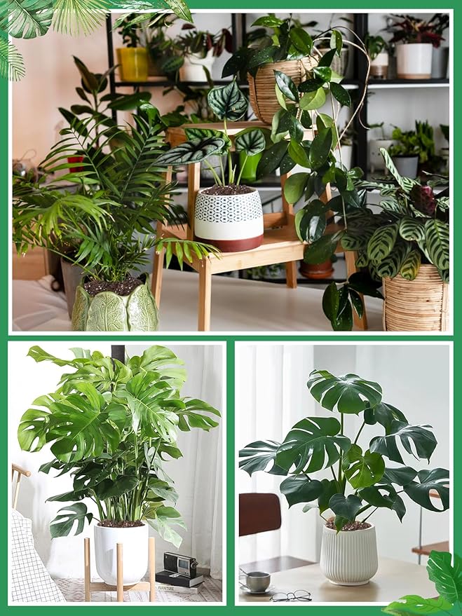 4 Quarts Monstera Soil Potting Mix - Natural Organic Tropical Plant Soil for Improving Growth Rate, Sustainable Houseplants Growing Media for Indoor Bonsai Succulents Moisture Retention Drainage