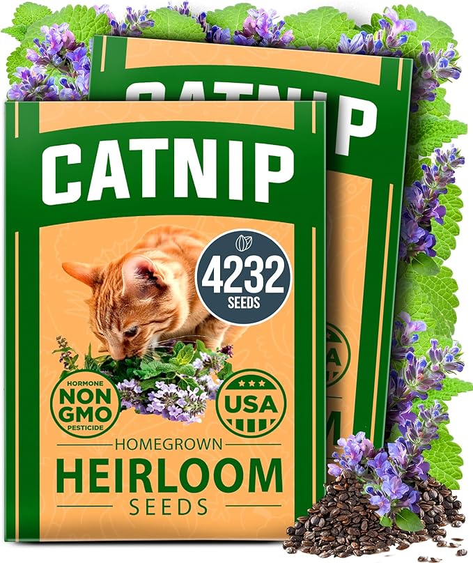 HOME GROWN Catnip Seeds 2 Pack - 4232 Bulk Non-GMO Heirloom Herb Seeds - Indoor or Outdoor Seed - High-Germination Cat Nip - Cat Safe Plants (Nepeta cataria)