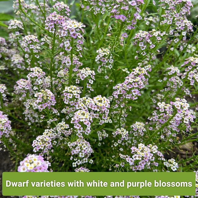 Sow Right Seeds - Sweet Alyssum Flower Seed Collection for Planting - Royal Carpet & Carpet of Snow - Non-GMO Heirloom Packet with Instructions to Plant in Home Garden - Groundcover with Tiny Blooms