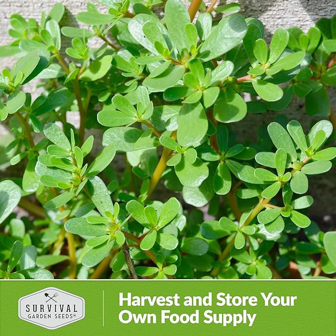 Common Purslane Seed for Planting - 3 Packets with Instructions to Plant and Grow Green Portulaca Oleracea in Your Home Vegetable Garden - Non-GMO Heirloom Variety - Survival Garden Seeds