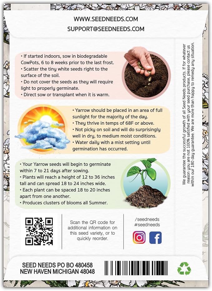 Seed Needs, White Yarrow Seeds - 500 Heirloom Seeds for Planting Achillea millefolium - Perennial Host Plant to Attract Monarch Butterflies & Other Pollinators (1 Pack)