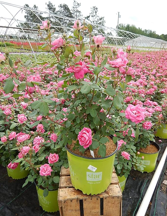 Green Promise Farms Rosa `Double Knock Out` (Reblooming) Rose, 3 Size Container, pink flower