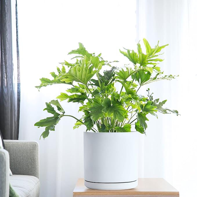 D'vine Dev Set of 2 Plants Pots, 10 Inch Ceramic Planter Pot for Plants with Drainage Hole and Saucer, White, 94-V-E-1