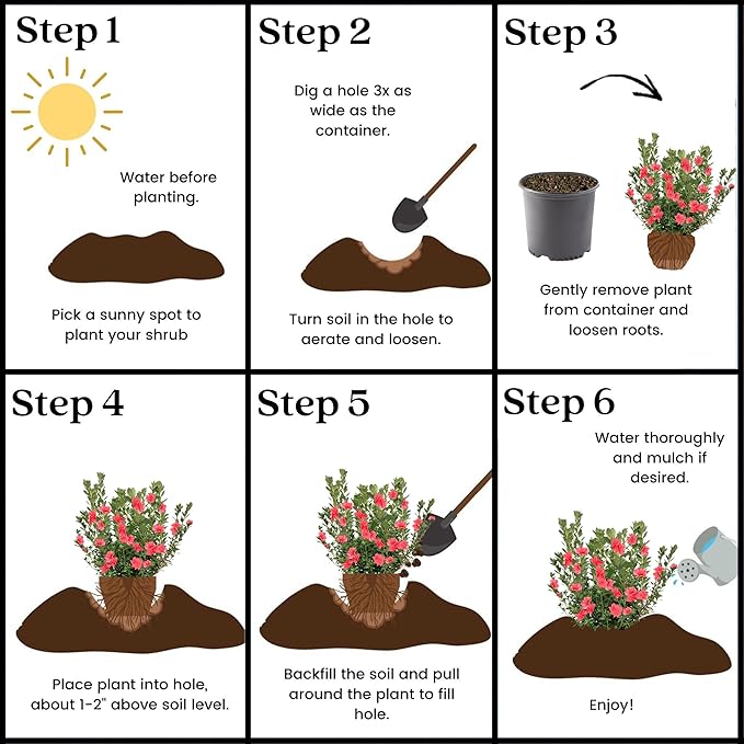 1 Gallon Fashion Azalea Shrub