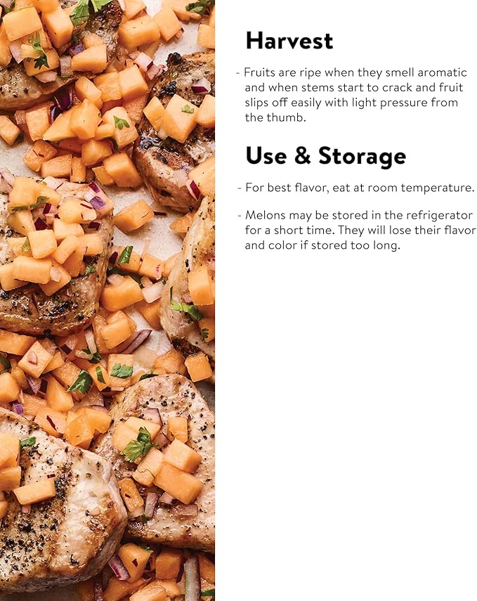 Burpee Ambrosia Cantaloupe Melon Seeds 30 seeds