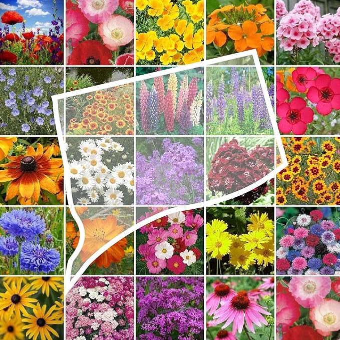 Eden Brothers Connecticut Wildflower Mixed Seeds for Planting, 1 oz, 30,000+ Seeds with Cornflower, Cosmos | Attracts Pollinators, Plant in Spring or Fall, Zones