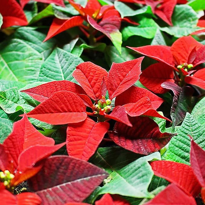 Poinsettia Seeds Christmas Star Perennial Drought Tolerant Landscape Hedges Screens Patio Container Indoor Outdoor 100Pcs Shrub Seeds by YEGAOL GARDEN