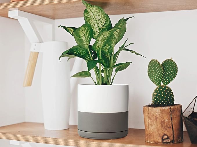 D'vine Dev 8 Inch Ceramic Planter Pot with Drainage Hole and Saucer, Indoor Cylinder Round Planter Pot, White/Speckled Grey, 94-O-D-6