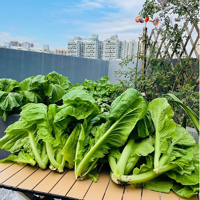 4000+ Florida Broadleaf Mustard Seeds for Planting Vegetable Seeds for Green Leaf Non-GMO Heirloom Garden Seed Small GAI Choi Cải bẹ xanh