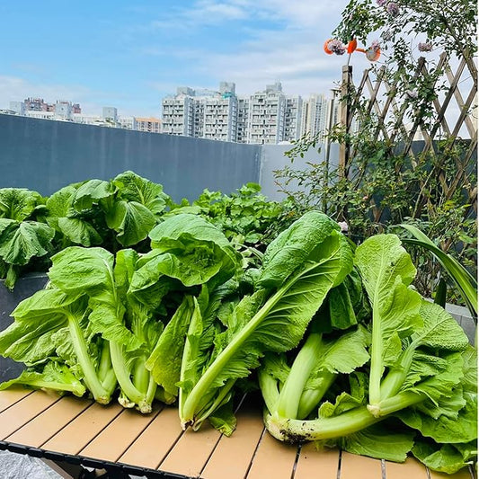 4000+ Florida Broadleaf Mustard Seeds for Planting Vegetable Seeds for Green Leaf Non-GMO Heirloom Garden Seed Small GAI Choi Cải bẹ xanh