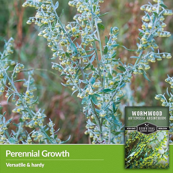 Wormwood Seeds for Planting - 2 Packets with Instructions to Plant and Grow Beneficial Medicinal Herbs in Your Home Herb Garden - Non-GMO Heirloom Variety - Survival Garden Seeds