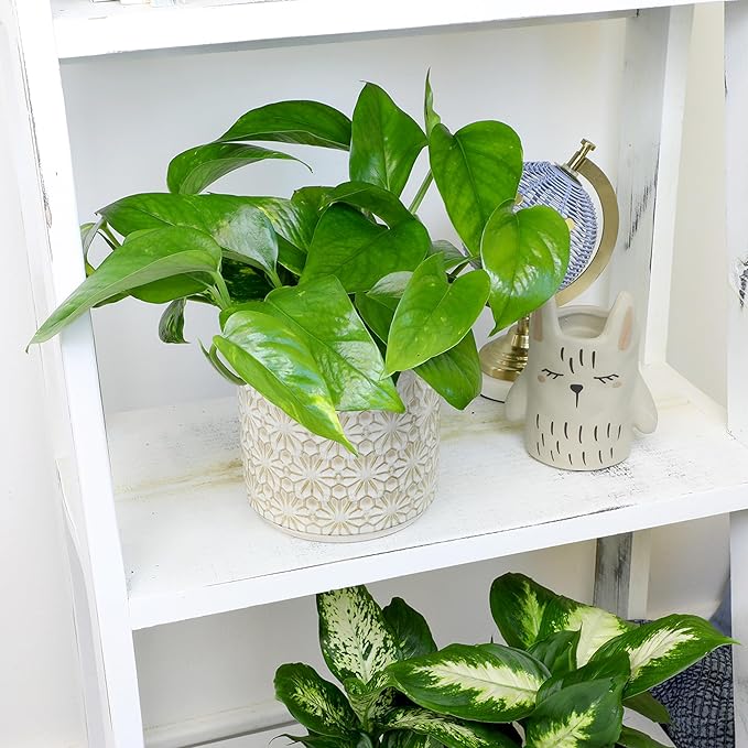 Live Pothos Plants (4PK) Indoor Plants Live Houseplants, Pothos Live Plant House Plants, Money Plant Indoor Pothos Plant Decor, Devils Ivy Trailing Plants Live by Plants for Pets,Black