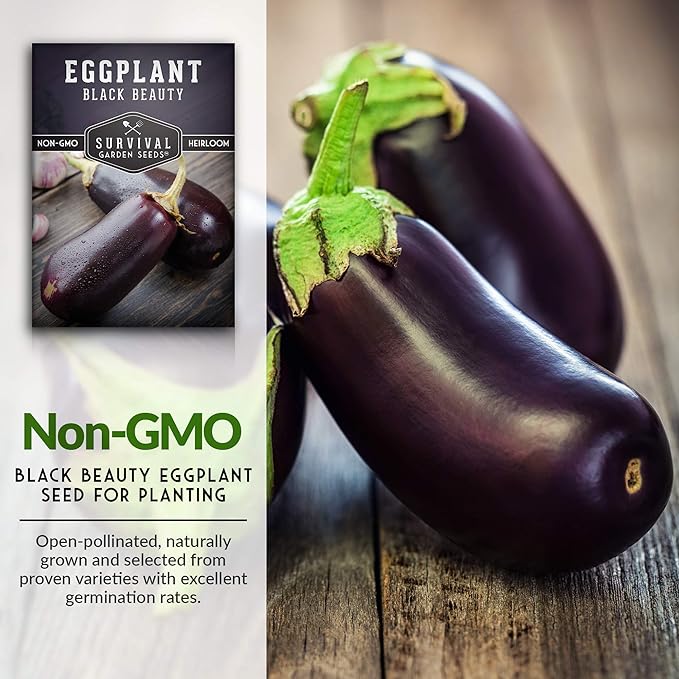 5 Packs Black Beauty Eggplant Seed for Planting - Packet with Instructions to Grow Purple Aubergine Plants in Your Home Vegetable Garden - Non-GMO Heirloom Variety - Survival Garden Seeds
